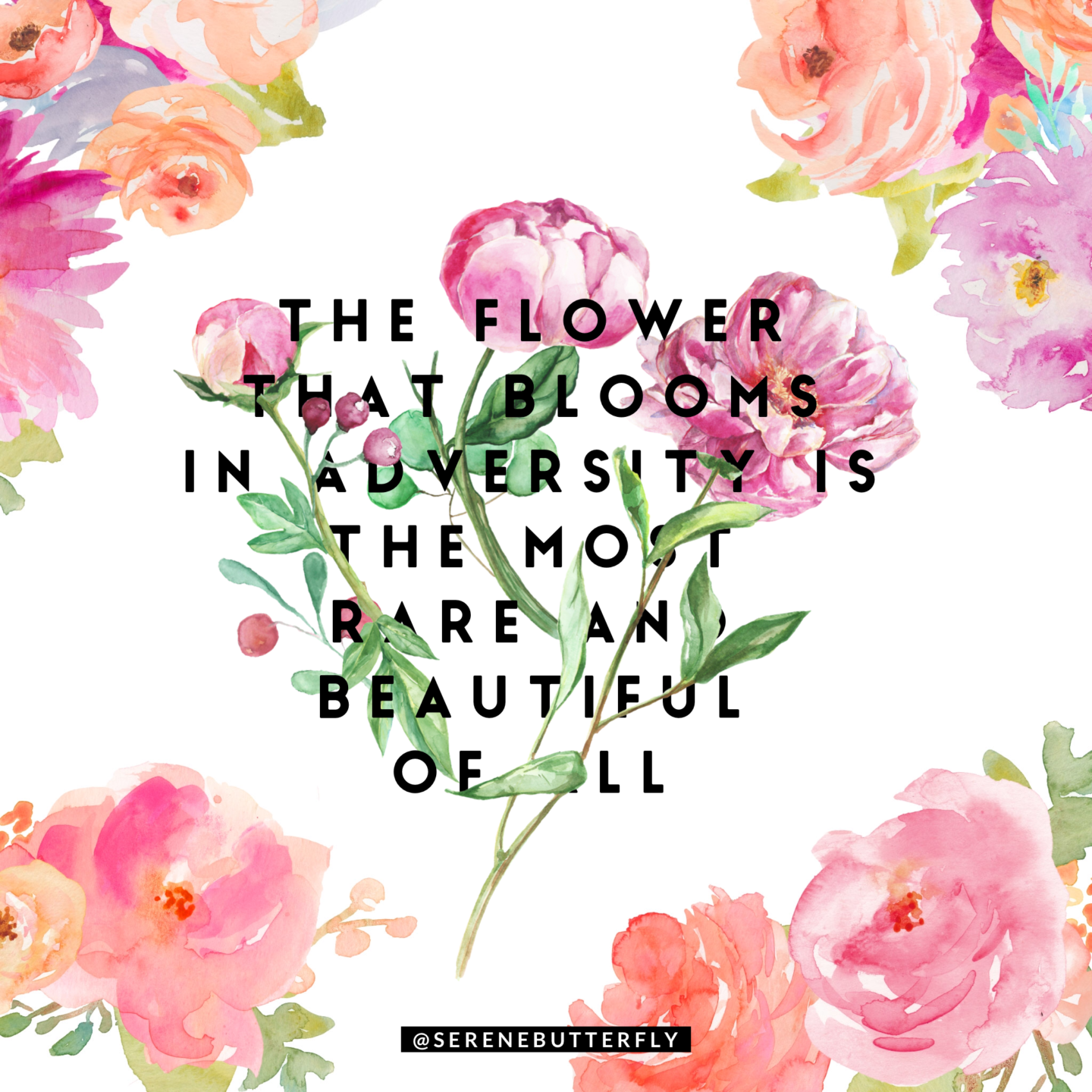 the flower that blooms in adversity is the most rare and beautiful of all text with flowers wrapped around the text and flowers bordering the image