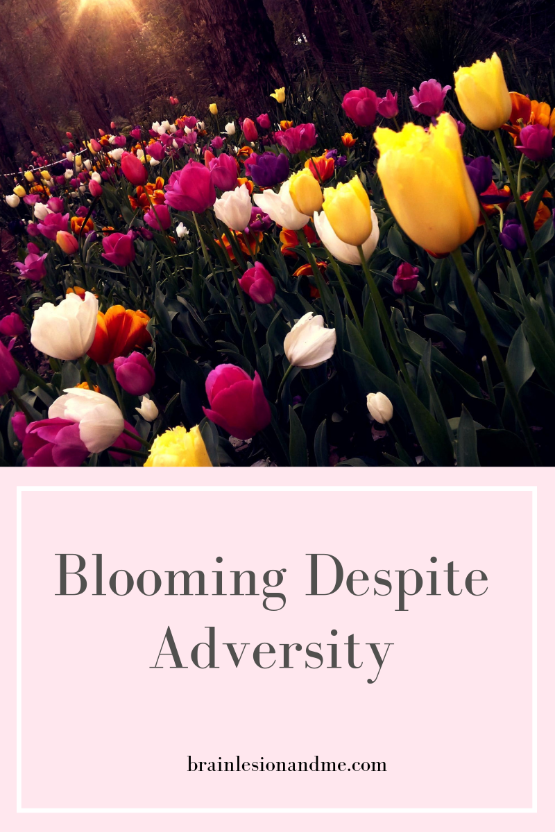 field of white, pink and yellow tulips underneath a pink background with blooming despite adversity written 